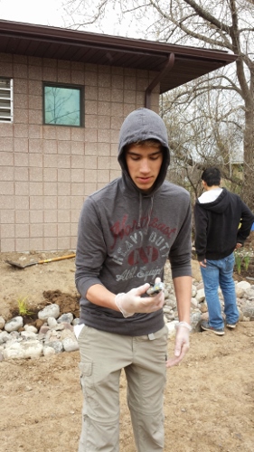 Winton Rain Garden (20)